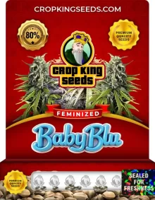 Baby Blu Feminized