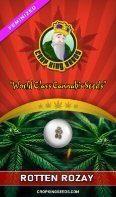 Rotten Rozay Feminized