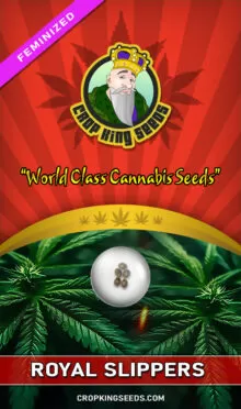 Royal Slippers Feminized