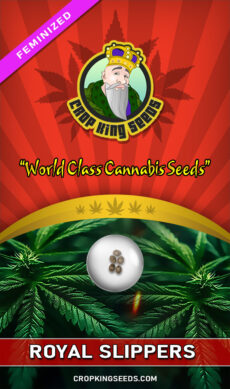 Royal Slippers Feminized