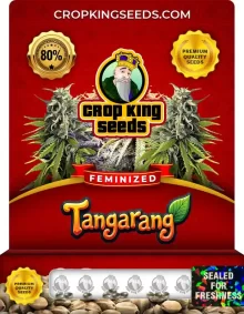 Tangarang Strain