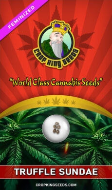 Truffle Sundae Feminized