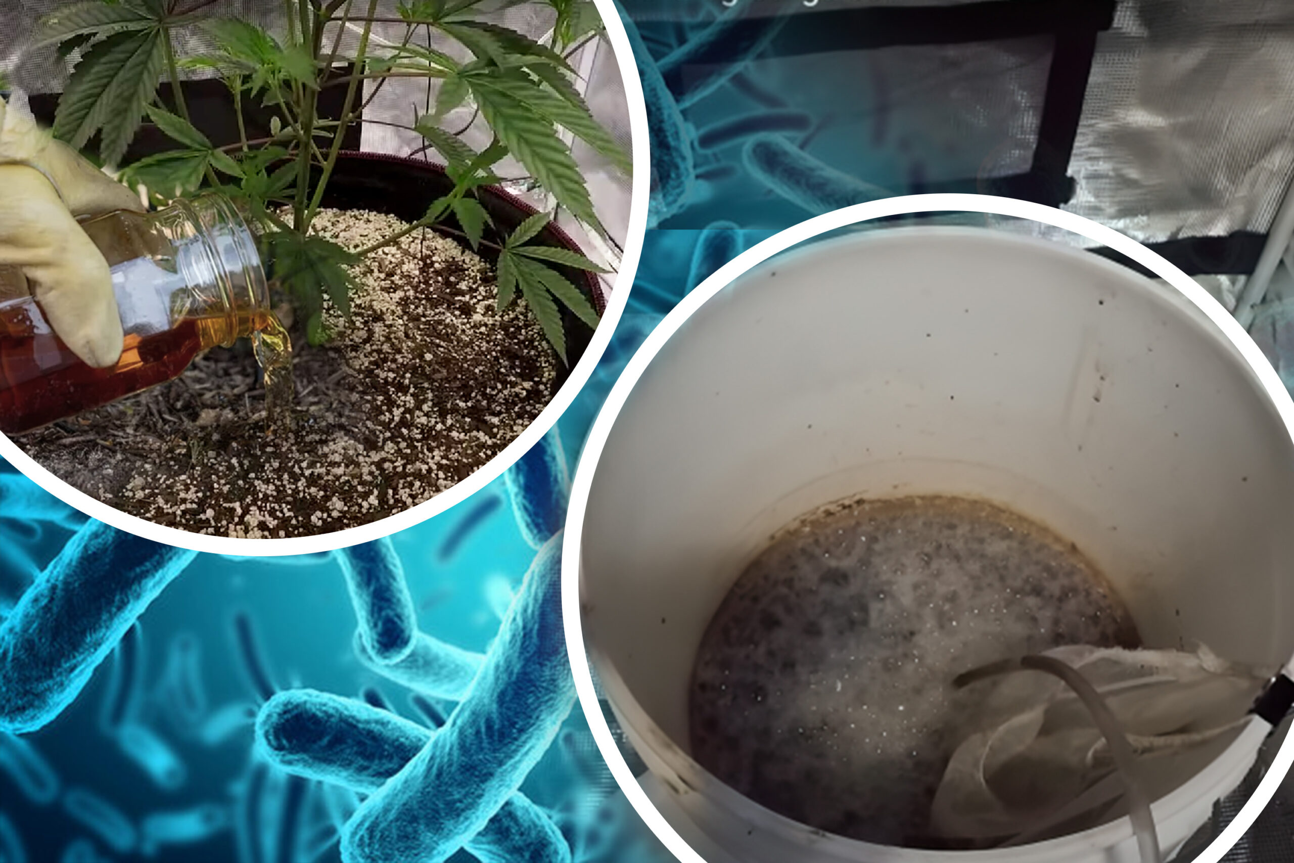 Advantages of Using Cannabis Compost Teas