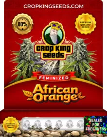 African Orange Strain