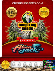 Alien Jack Feminized