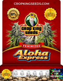 Aloha Express Feminized