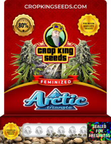 Arctic Triangle Feminized