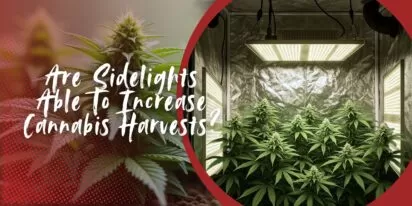 Are Sidelights Able To Increase Cannabis Harvests_