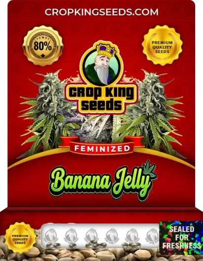 Banana Jelly Feminized