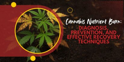 Cannabis Nutrient Burn_ Diagnosis, Prevention, and Effective Recovery Techniques