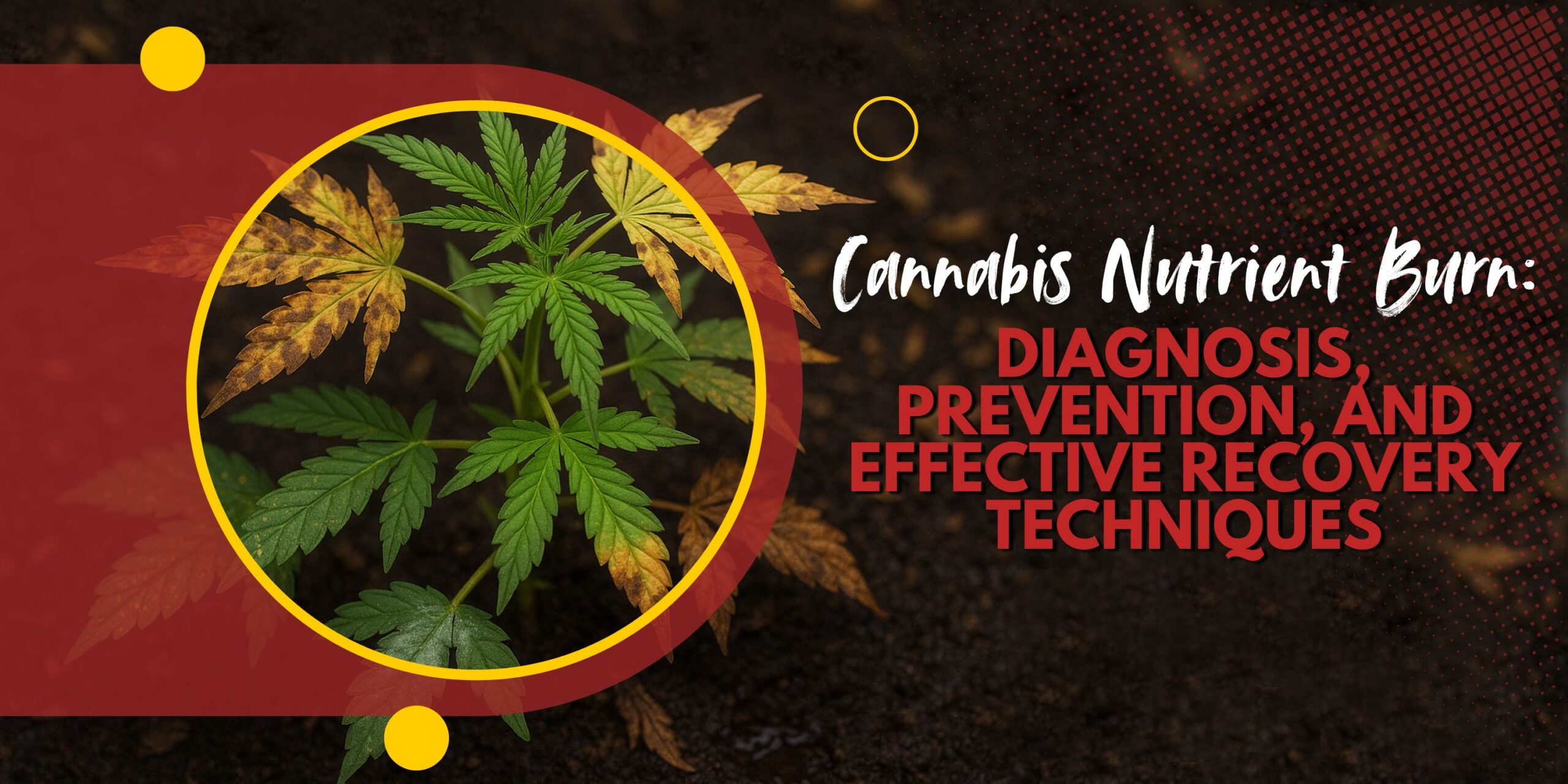 Cannabis Nutrient Burn_ Diagnosis, Prevention, and Effective Recovery Techniques