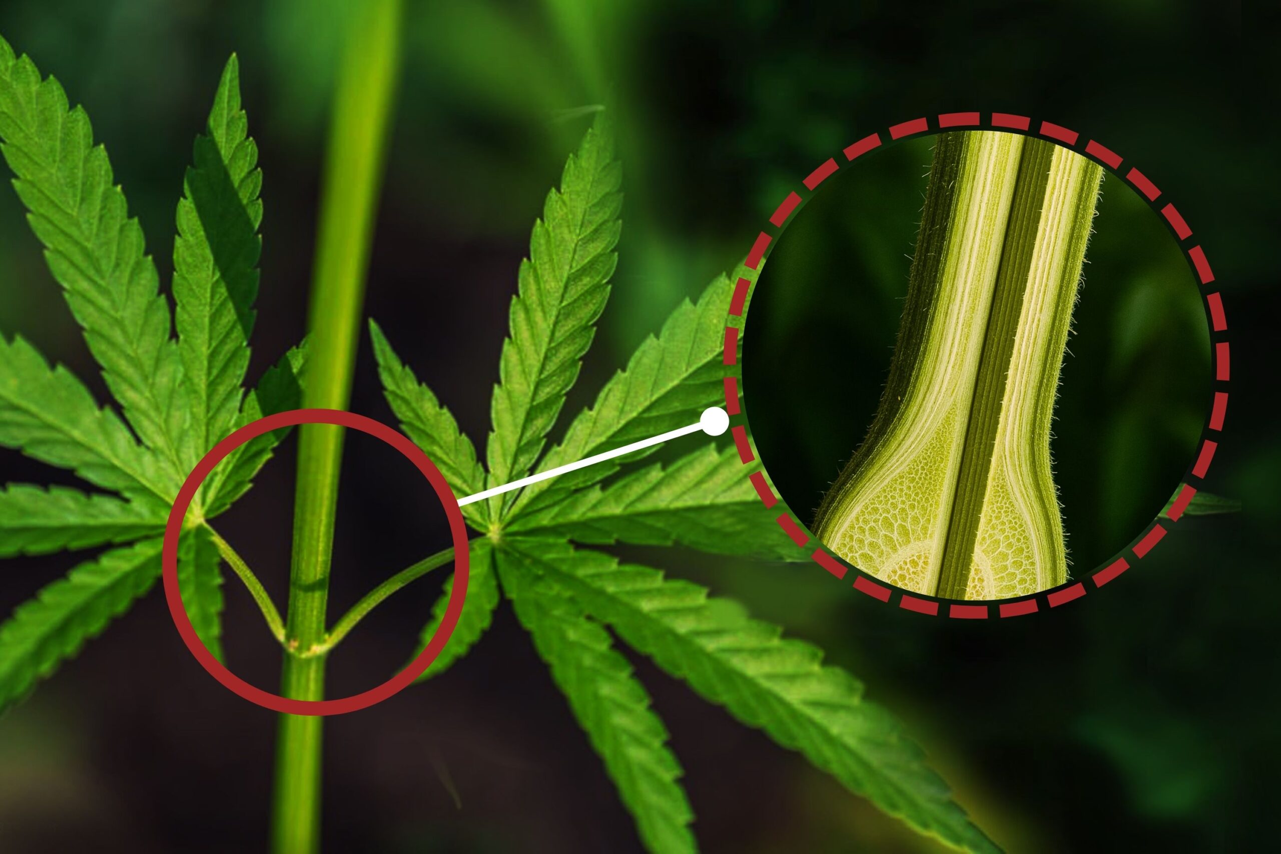 Changing the Stem Composition of Cannabis