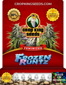 Frozen Runtz Feminized