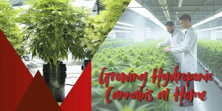 Growing Hydroponic Cannabis at Home