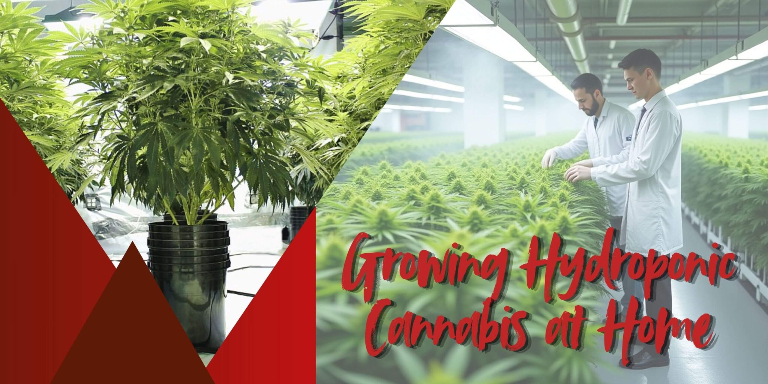 Growing Hydroponic Cannabis at Home