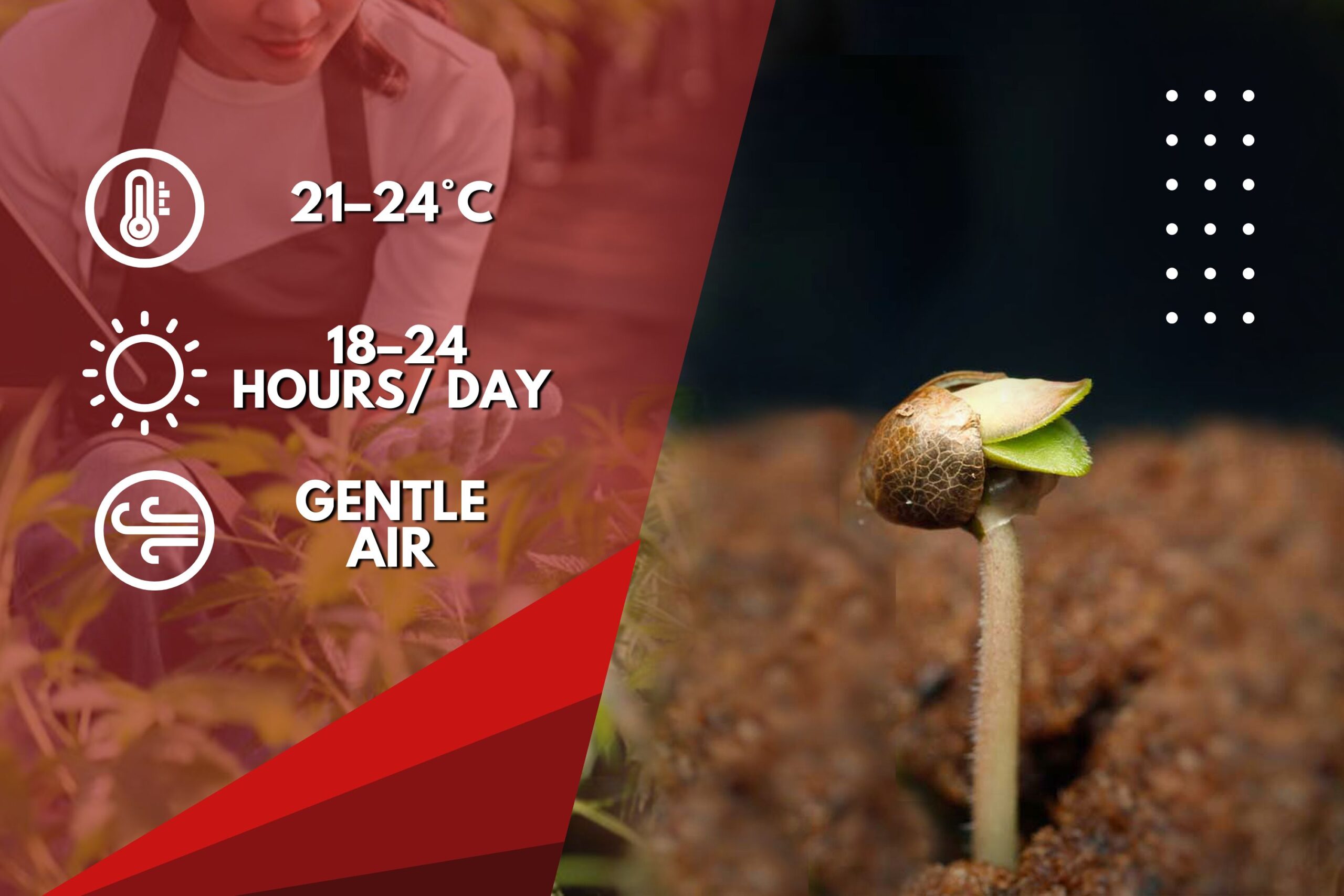 Ideal Environmental Conditions for Seedlings