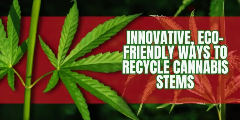 Innovative, Eco-Friendly Ways to Recycle Cannabis Stems