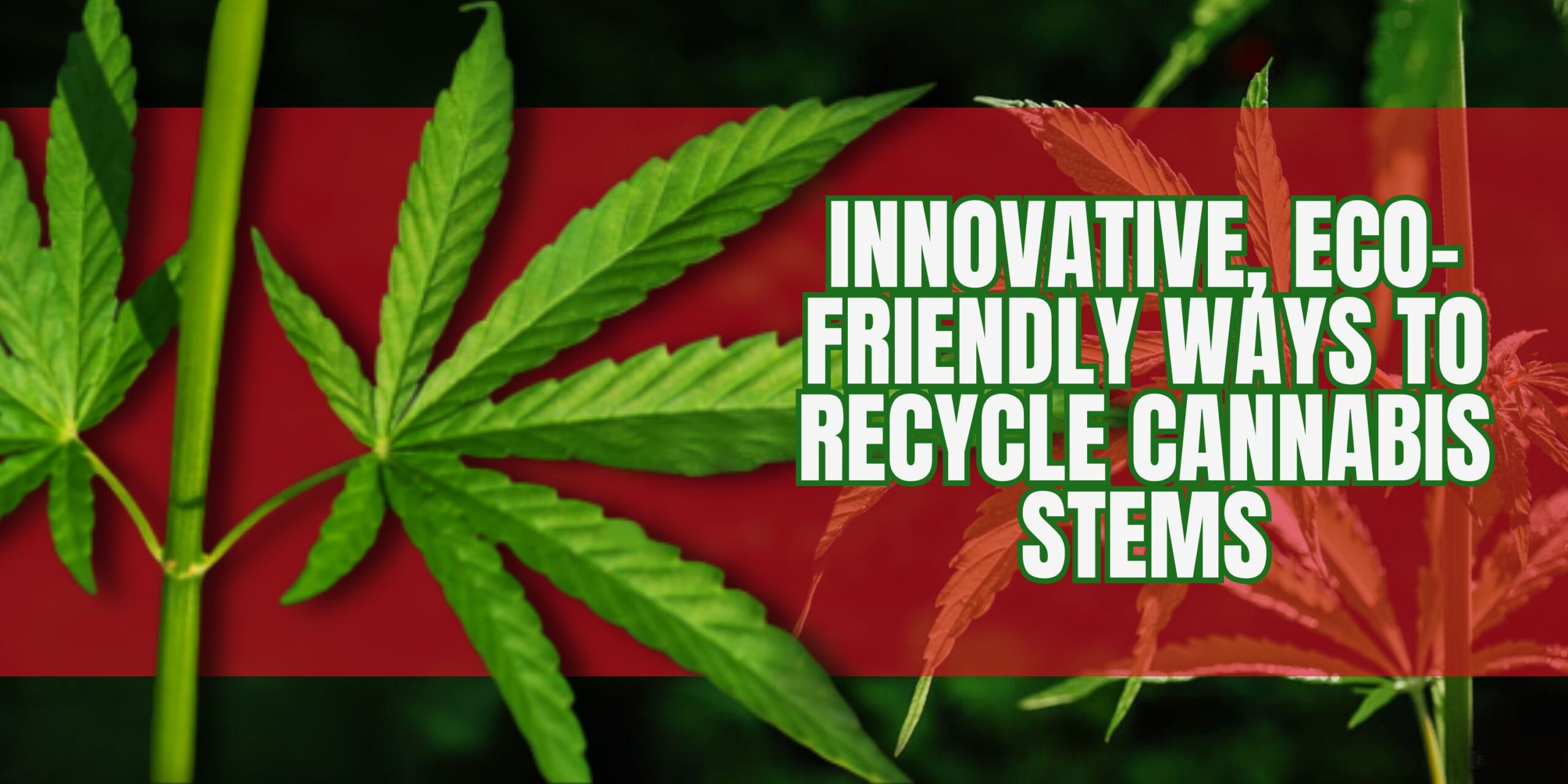 Innovative, Eco-Friendly Ways to Recycle Cannabis Stems