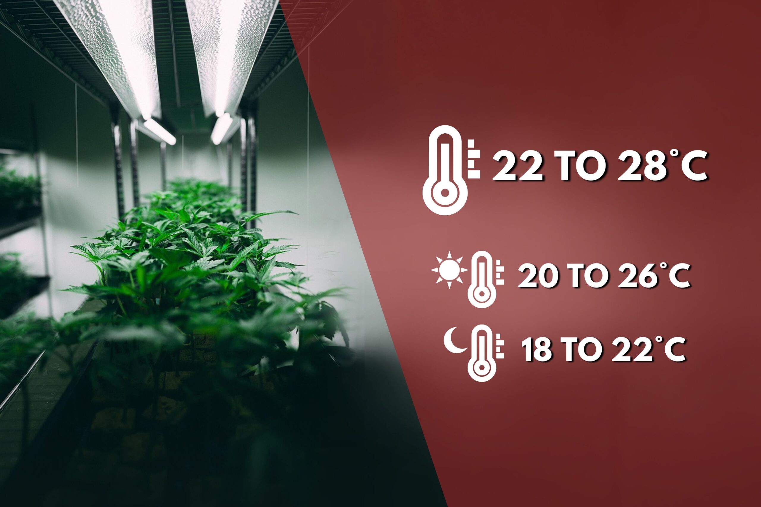 Knowing the Cannabis Ideal Temperature Range