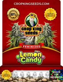 Lemon Candy Feminized