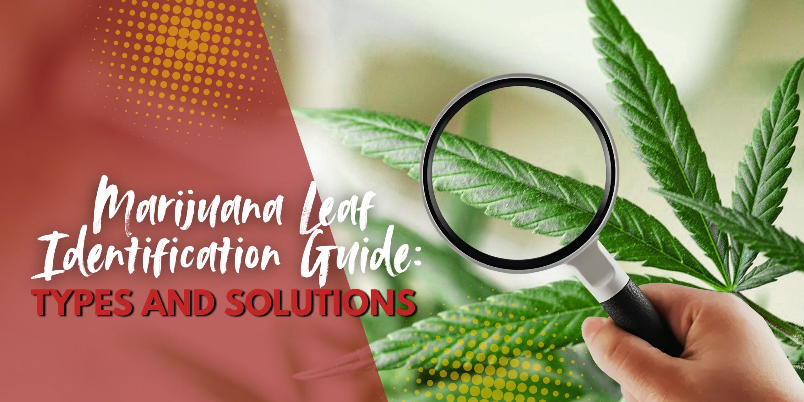 Marijuana Leaf Identification Guide_ Types and Solutions