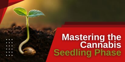 Mastering the Cannabis Seedling Phase
