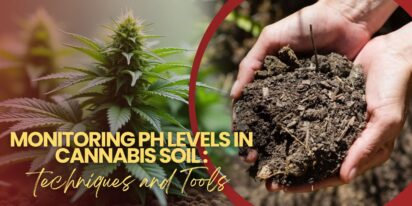 Monitoring pH Levels in Cannabis Soil_ Techniques and Tools