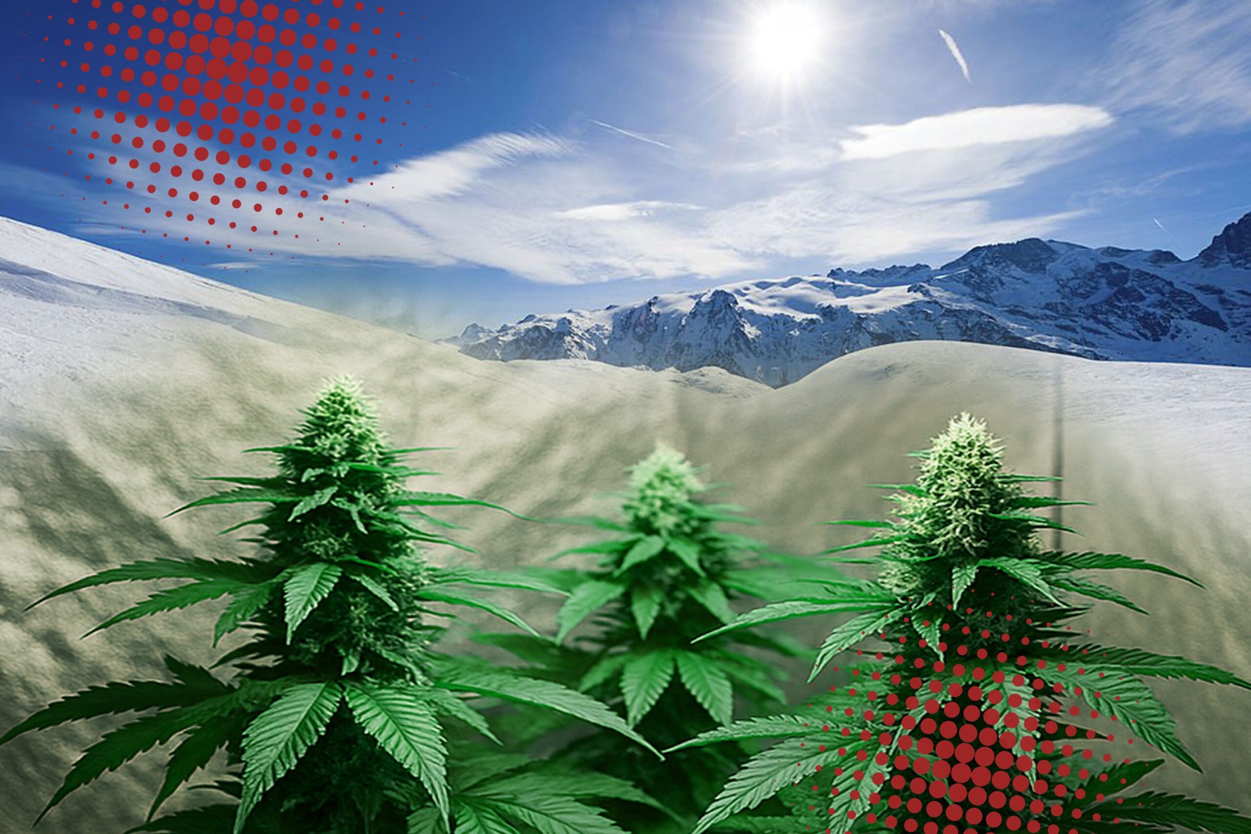 Problems of Growing in Cold Climates