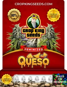 Queso Feminized