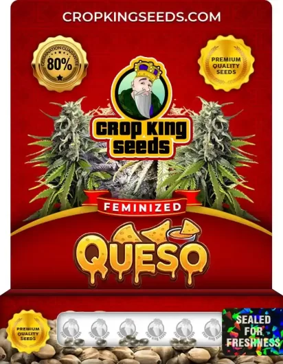 Queso Feminized