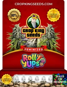 Roll Ups Feminized