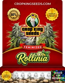 Rollinia Feminized