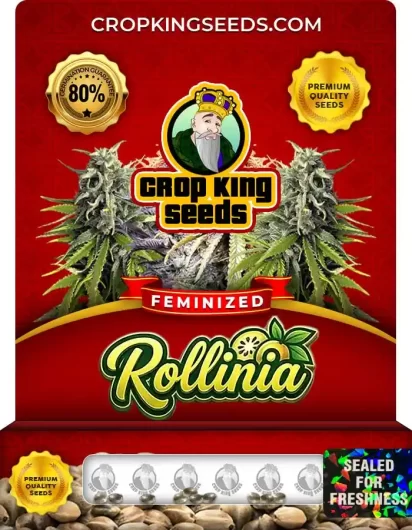 Rollinia Feminized