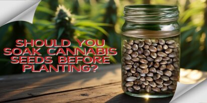 Should You Soak Cannabis Seeds Before Planting_