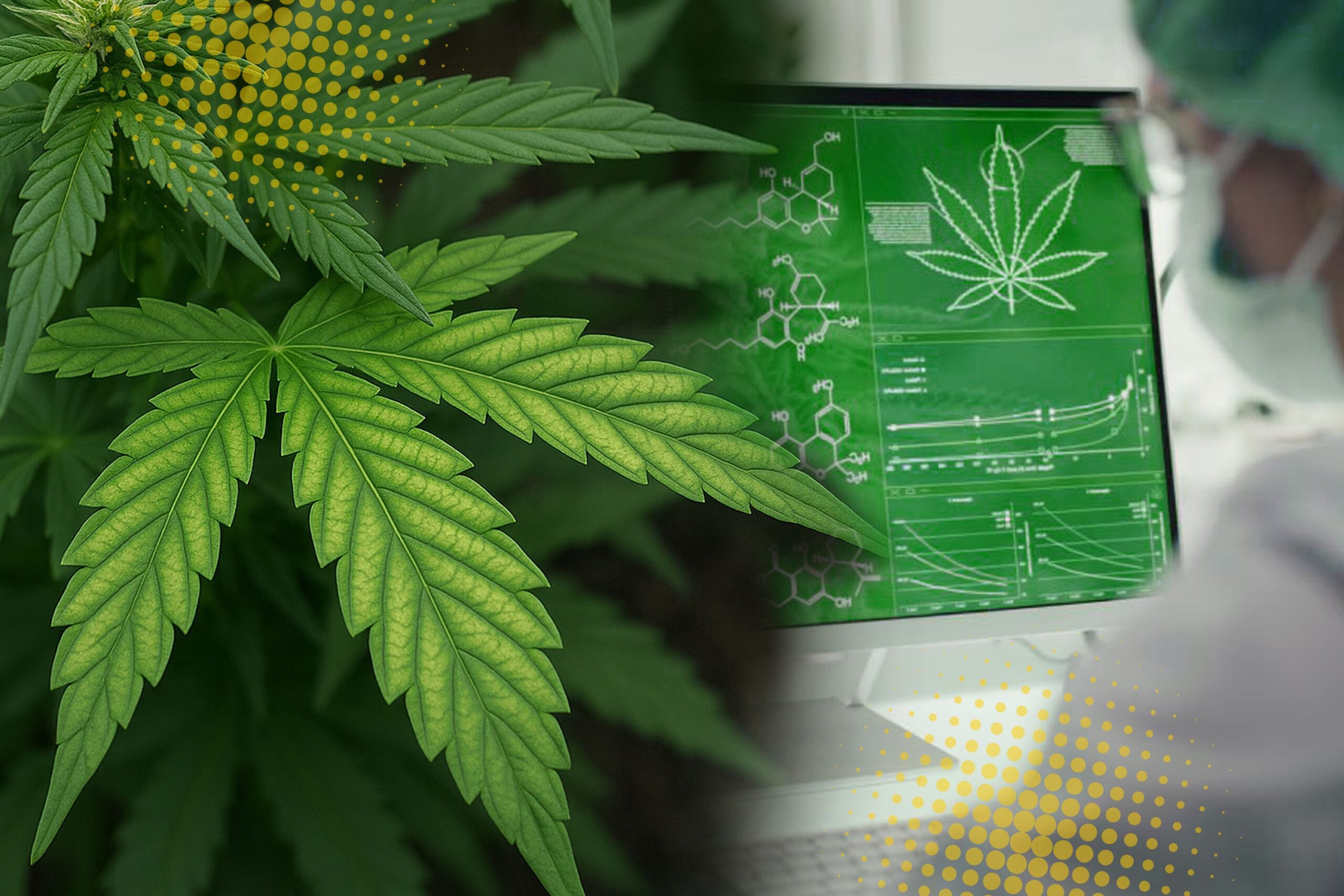 Stages of Cannabis Growth and Corresponding Leaf Development