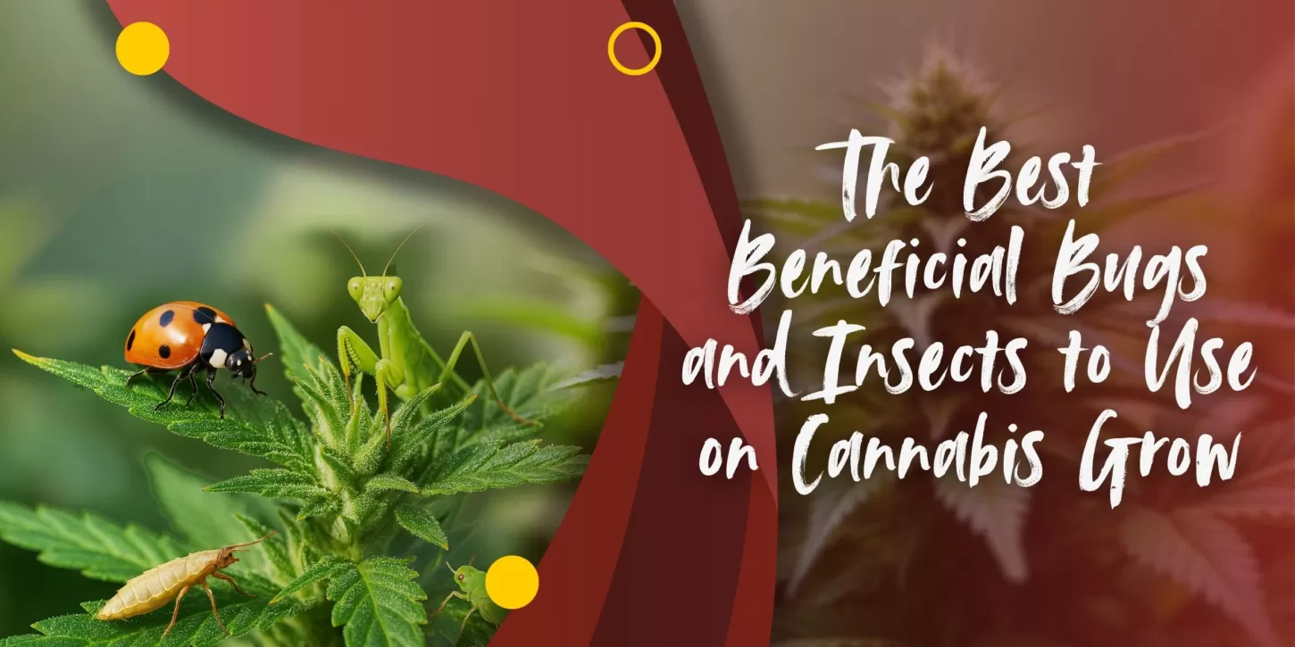 The Best Beneficial Bugs and Insects to Use on Cannabis Grow