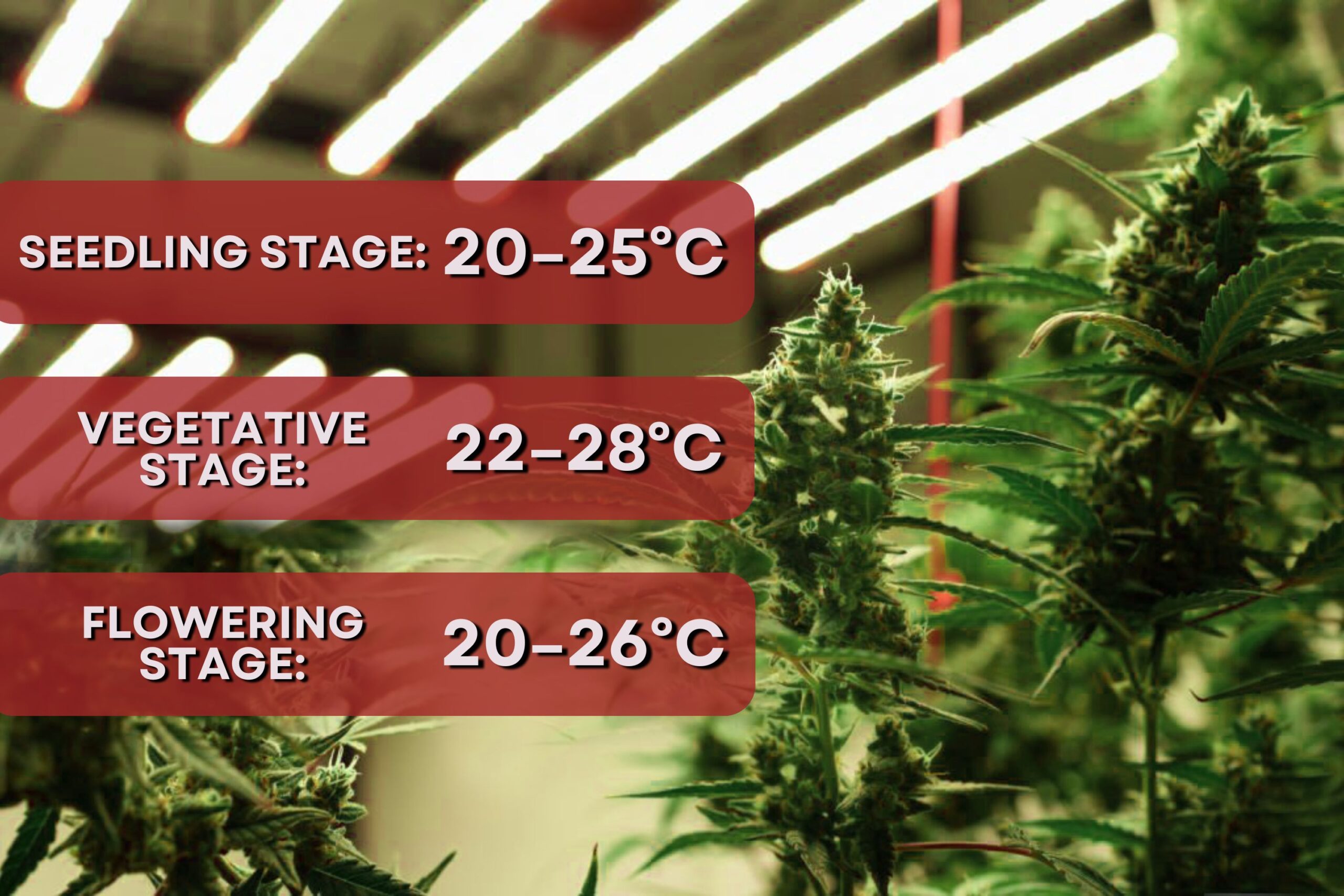 The Ideal Temperature Range for Cannabis Growth