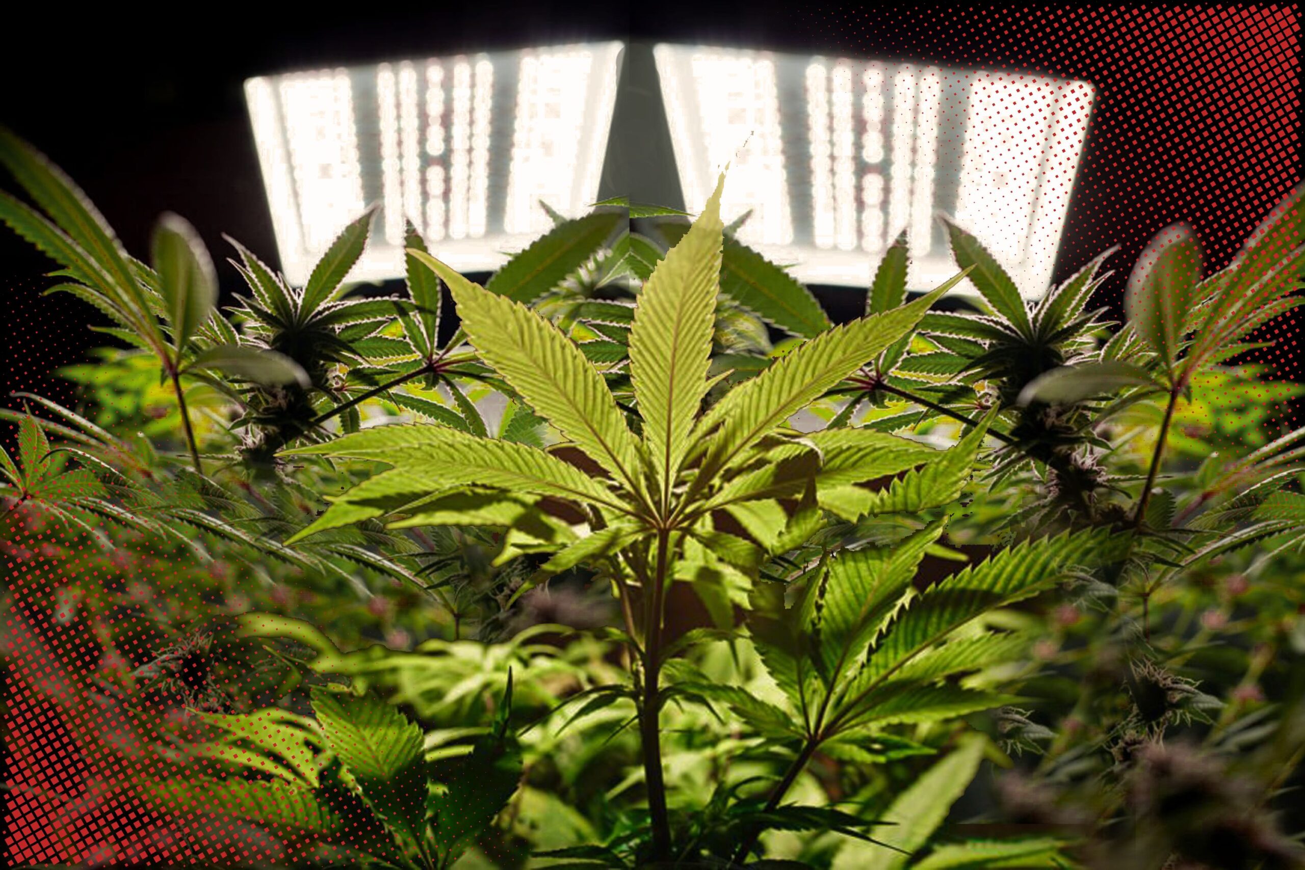 The Science Underlying Photoactive Efficiency and Side Lighting