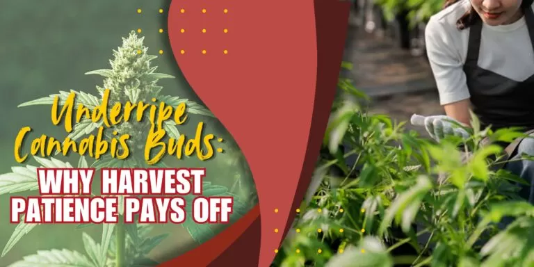 Underripe Cannabis Buds_ Why Harvest Patience Pays Off