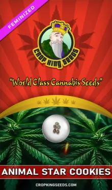 Animal Star Cookies Feminized