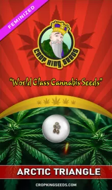 Arctic Triangle Feminized