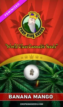Banana Mango Feminized
