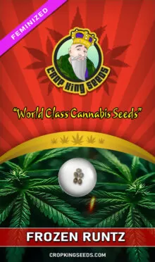 Frozen Runtz Feminized