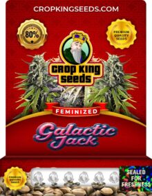 Galactic Jack Strain