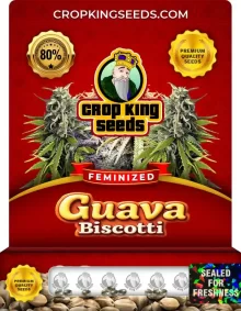 Guava Biscotti Strain