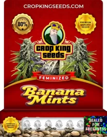 Banana Mints Strain