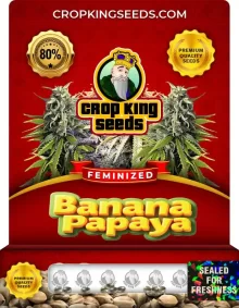 Banana Papaya Strain