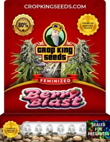 Berry Blast Strain