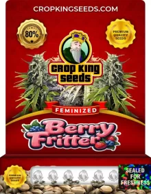 Berry Fritter Strain