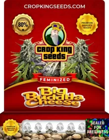 Big Buddha Cheese Strain